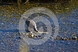 An adolescent mew gull (larus canus) feeds on a spawned salmon carcass.