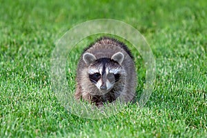 An Adolescent Raccoon on Green Grass