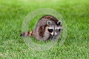 An Adolescent Raccoon on Green Grass photo