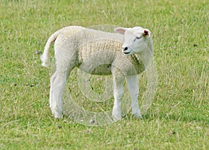 Adolescent sheep