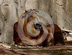 Adolescent Sichuan Takin 1