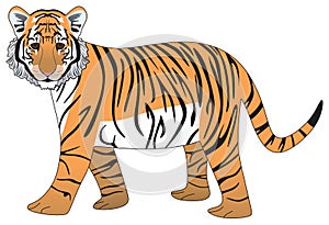 Adolescent tiger vector drawing isolated white background