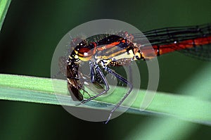 Adoni`s dragonfly eats fly
