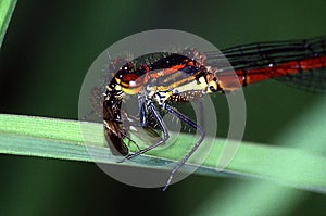 Adoni`s dragonfly eats fly