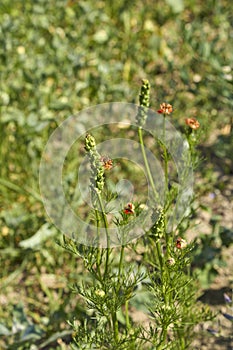 Adonis aestivalis red inflorescence