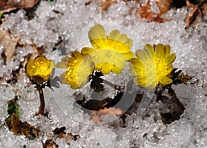 Adonis amurensis