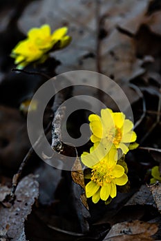 Adonis amurensis blooming