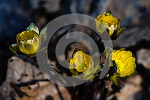 Adonis amurensis blooming