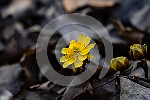 Adonis amurensis blooming