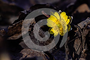 Adonis amurensis blooming