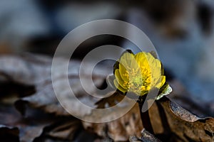 Adonis amurensis blooming