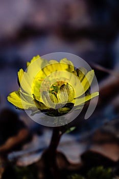 Adonis amurensis blooming