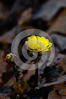 Adonis amurensis blooming