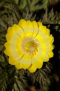 Adonis amurensis blooming