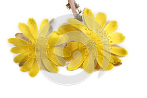 Adonis amurensis isolated on white