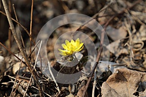 Adonis amurensis Regel et Radde