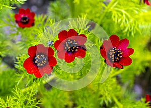 Adonis annua Adonis annua, autumn fire-rose, autumn fire-herb. Botanical garden kit, Germany, Europe