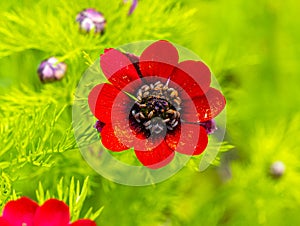 Adonis annua Adonis annua, autumn fire-rose, autumn fire-herb. Botanical garden kit, Germany, Europe