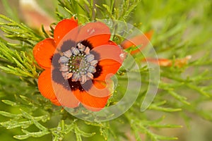 Adonis annua, commonly called blood drop or partridge eye, is an annual herbaceous plant of the ranunculaceas family