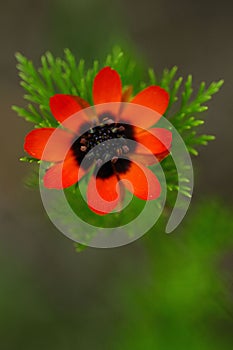 Adonis annua, commonly called blood drop or partridge eye, is an annual herbaceous plant of the ranunculaceas family