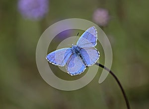 Adonis Blue