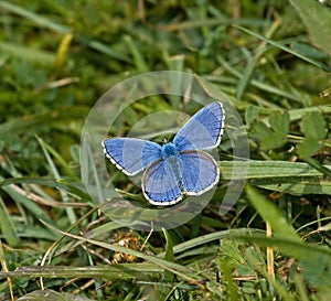 Adonis Blue butterfly