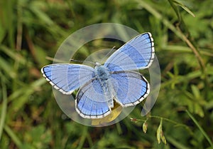 Adonis Blue Butterfly