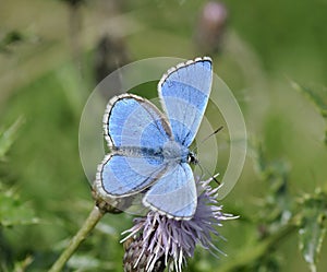 Adonis Blue Butterfly