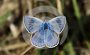 Adonis blue butterfly