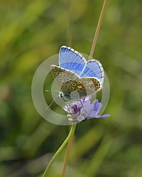 Adonis Blue Butterfly