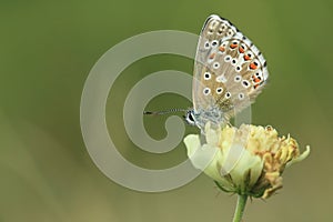 Adonis blue butterfly