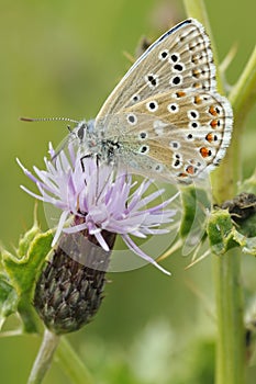 Adonis Blue Butterfly underside