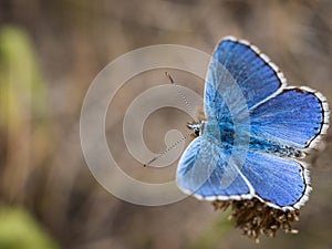 The Adonis blue Polyommatus bellargus butterfly in the family Lycaenidae