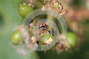 Adonis ladybird also known as variegated ladybug Hippodamia variegata on plant in the wild