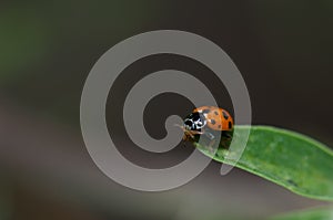 Adonis ladybird Hippodamia variegata on a leaf.