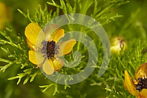 Adonis microcarpa - Reniculum of the ranunculaceae family, with delicate yellow flowers.