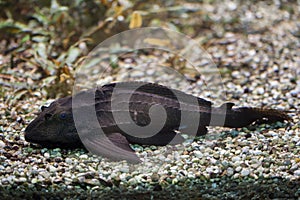 Adonis pleco Acanthicus adonis.