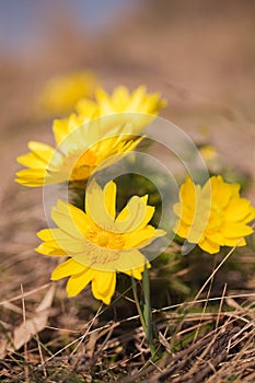 Adonis vernalis photo