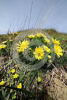 Adonis vernalis photo