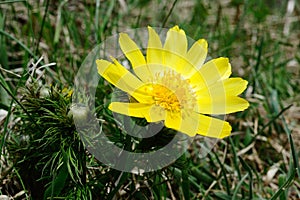 Adonis vernalis