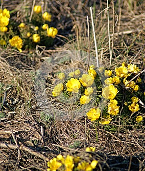 Adonis vernalis. Beautiful spring yellow flowers