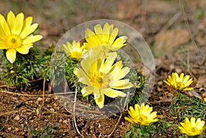 Adonis vernalis. Beautiful spring yellow flowers photo