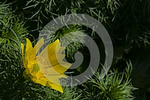 Adonis vernalis flowe close up background