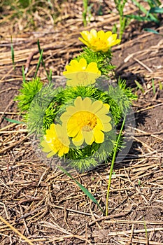 Adonis vernalis, on the hills grows in the wild