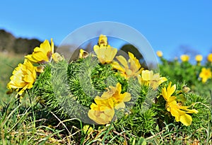 Adonis vernalis near Perchtoldsdorf, Austria on a sunny day