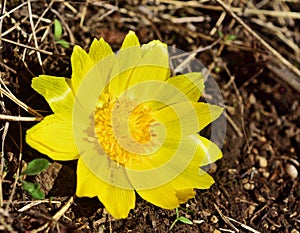 Adonis vernalis near Perchtoldsdorf, Vienna