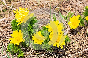 Adonis vernalis is a spring flowering perennial plant. Adonis vernatum is a medicinal plant. Yellow