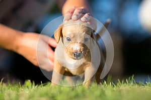 Adopt a dog - Small yellow adopted pet photo