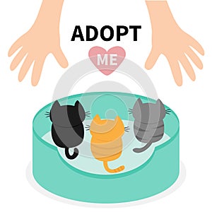 Adopt me. Kittens looking up to human hand. Cat bed. Animal hug. Cute cartoon funny character. Helping hands concept. Pink heart.