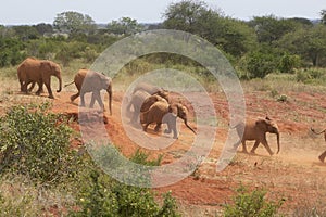 Adopted Baby African Elephants at the David Sheldrick Wildlife Trust in Tsavo national Park, Kenya photo